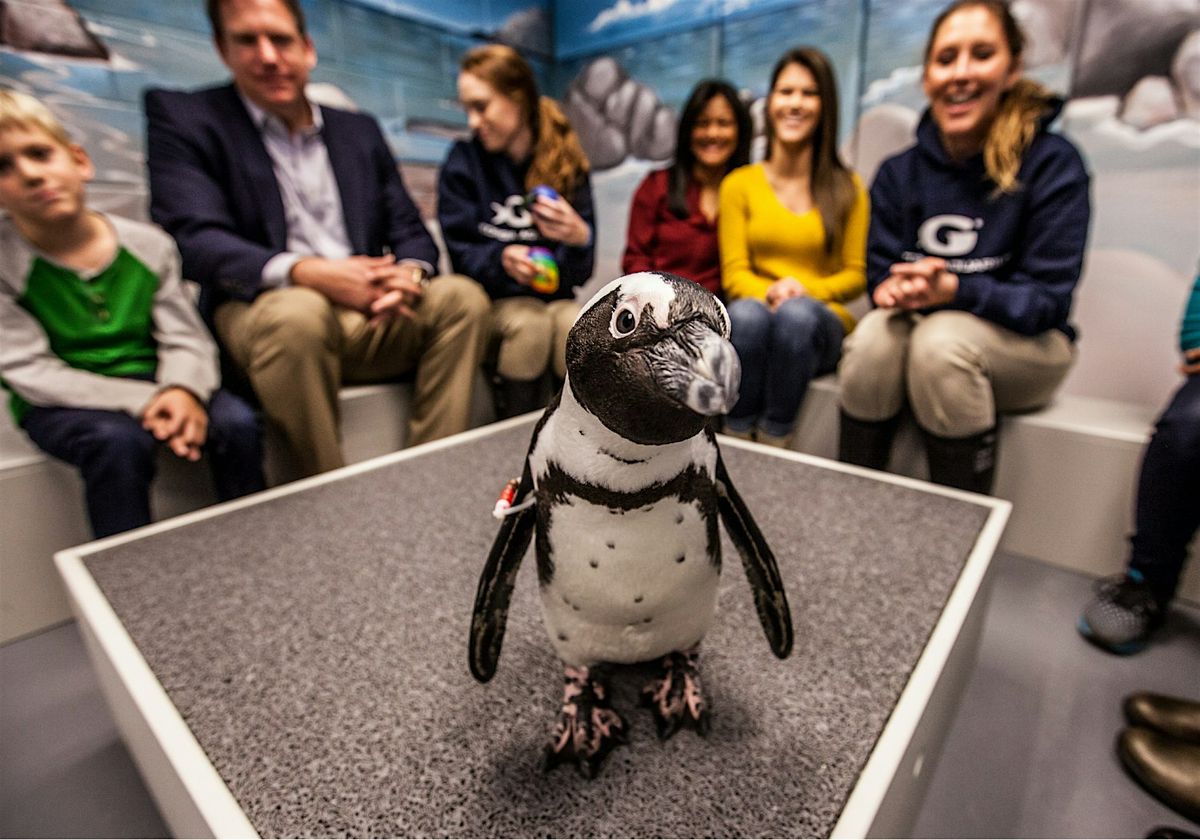 2nd Annual Penguin Palooza, 8 November | Event in Dayton | AllEvents