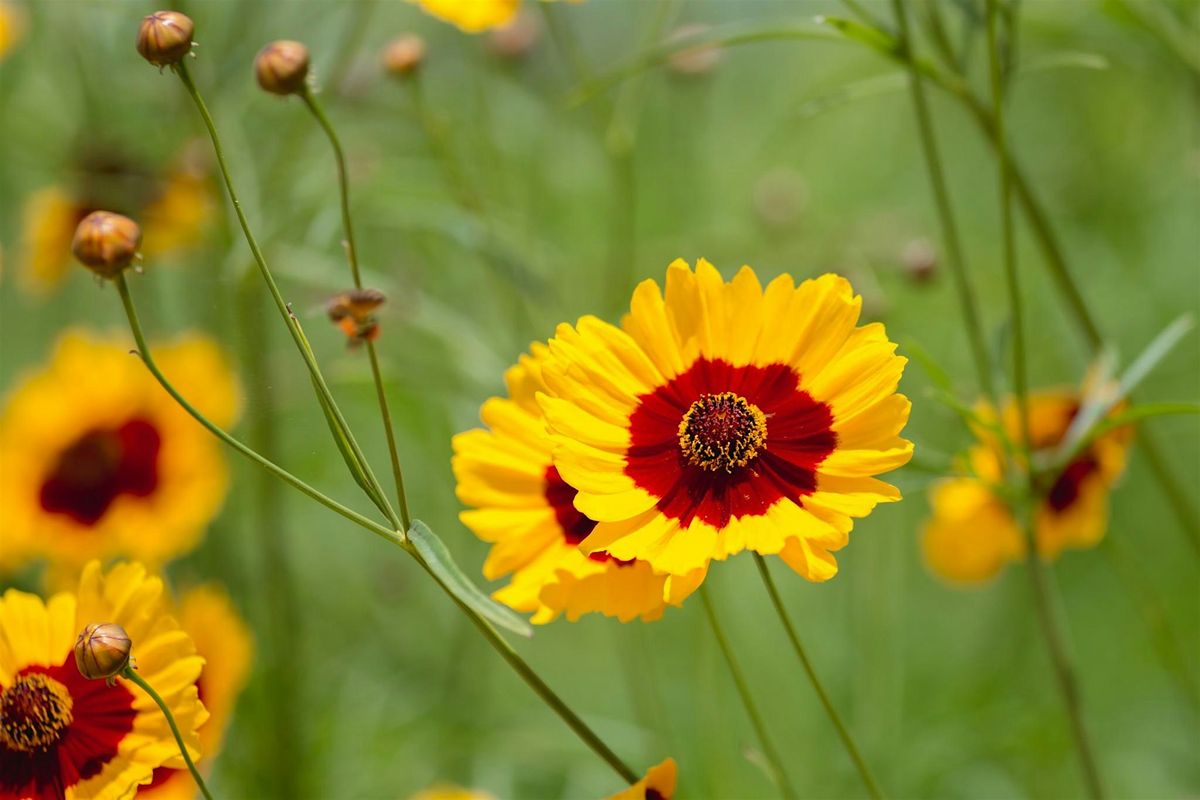 Pollinator and butterfly gardens, 4 November | Event in Lecanto | AllEvents