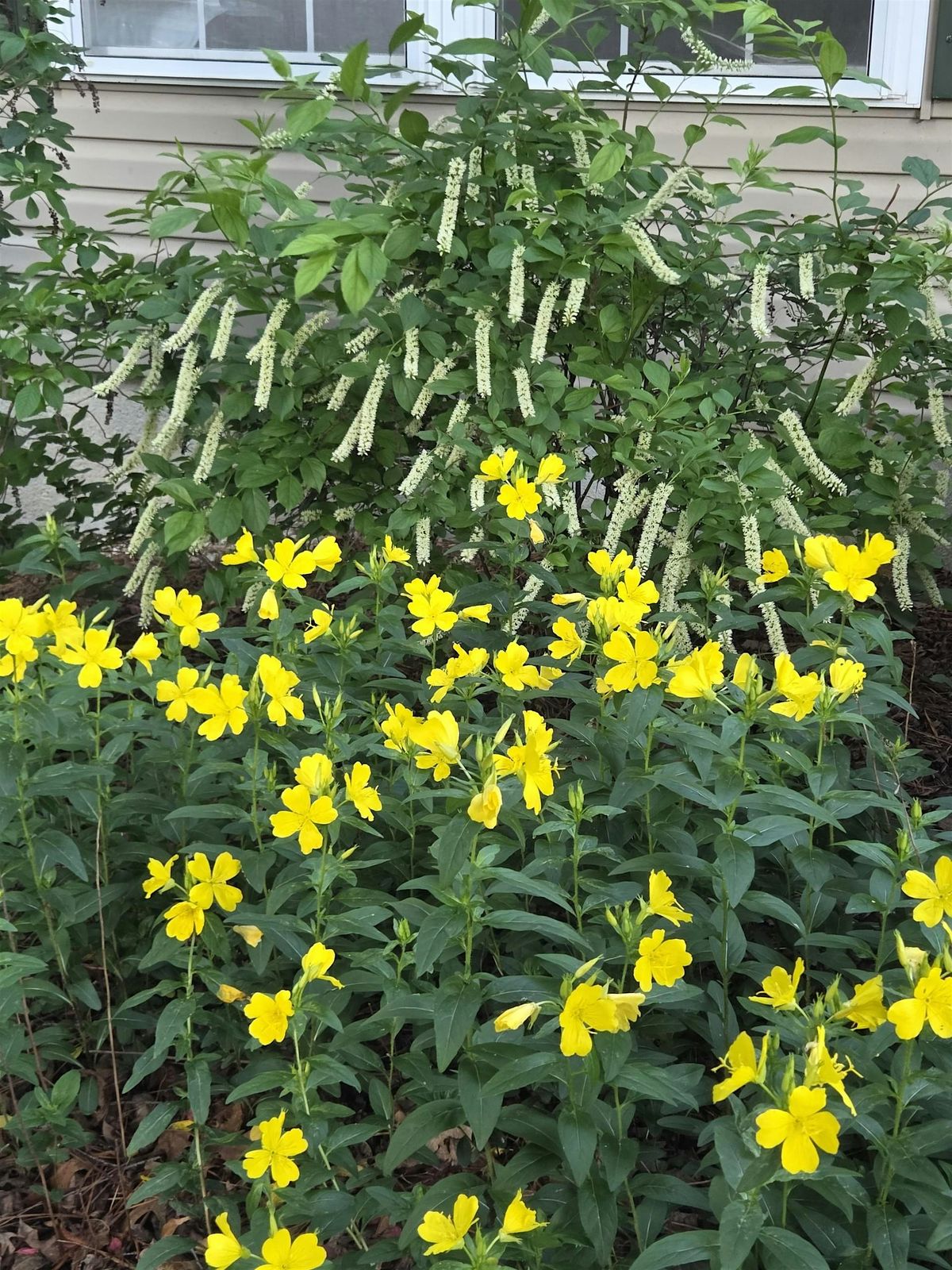 Native Shrubs for Your Landscape, 16 September | Event in Dobson | AllEvents