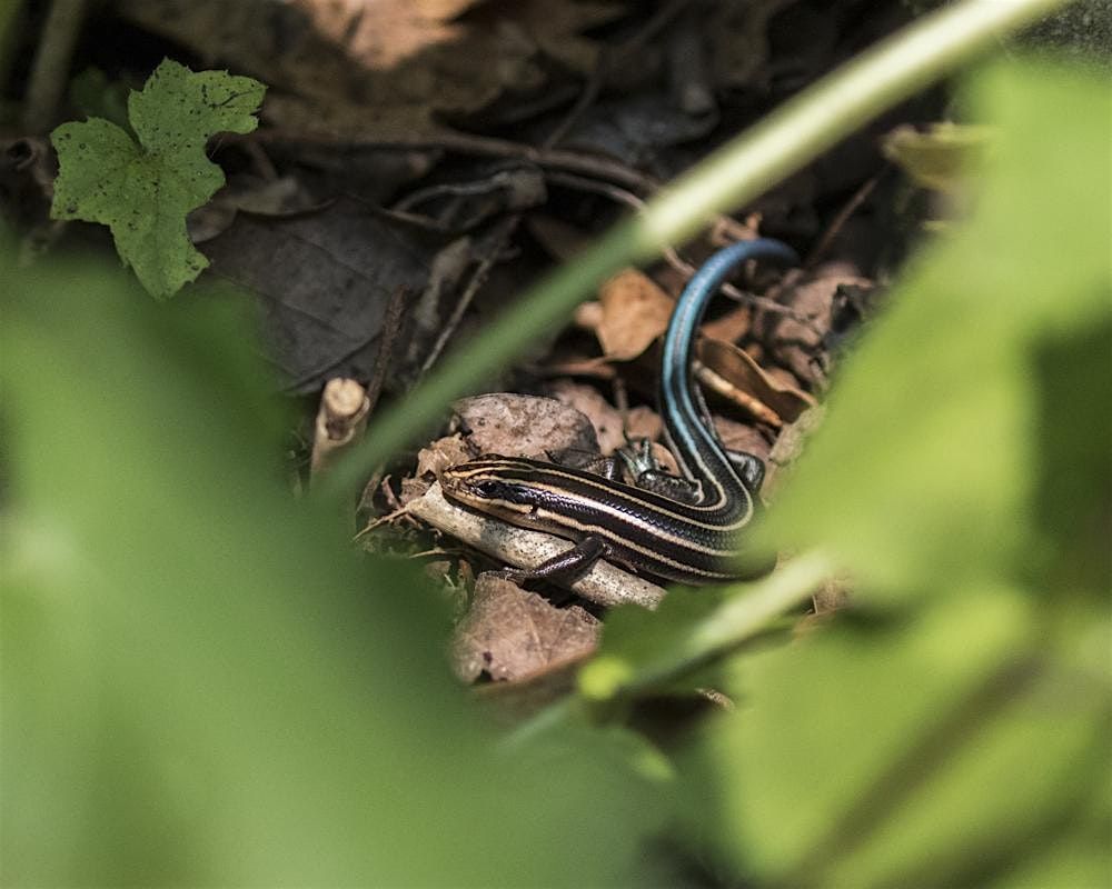 Nature Photography Through a Phone Lens, 26 June | Event in Delaplane | AllEvents