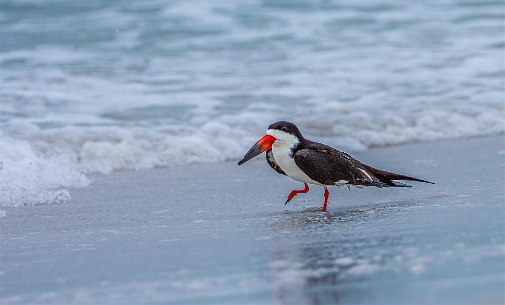 Florida Young Birders Club:  North Lido Beach Park Guided Bird Walk, 4 May | Event in Sarasota | AllEvents