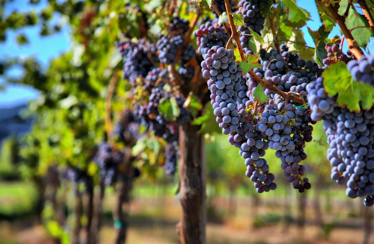 WINE TASTING VINI DEL MEZZOGIORNO, 26 September | Event in Pinellas Park | AllEvents