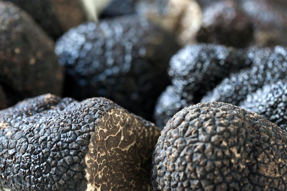 Essential Truffle Farming & Truffle Dog Training, 26 October | Event in Goulburn | AllEvents