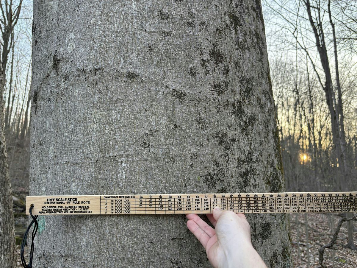 Exploring Old-Growth Measurements Workshop- Joliet, Illinois, 23 August | Event in Joliet | AllEvents