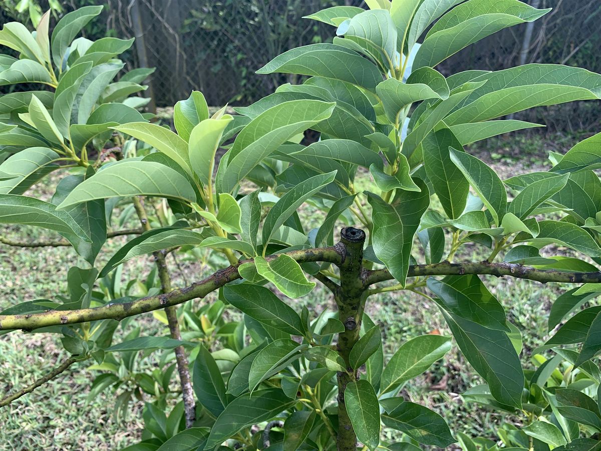 Hands-on Pruning of Tropical Fruit Trees, 26 August | Event in Homestead | AllEvents