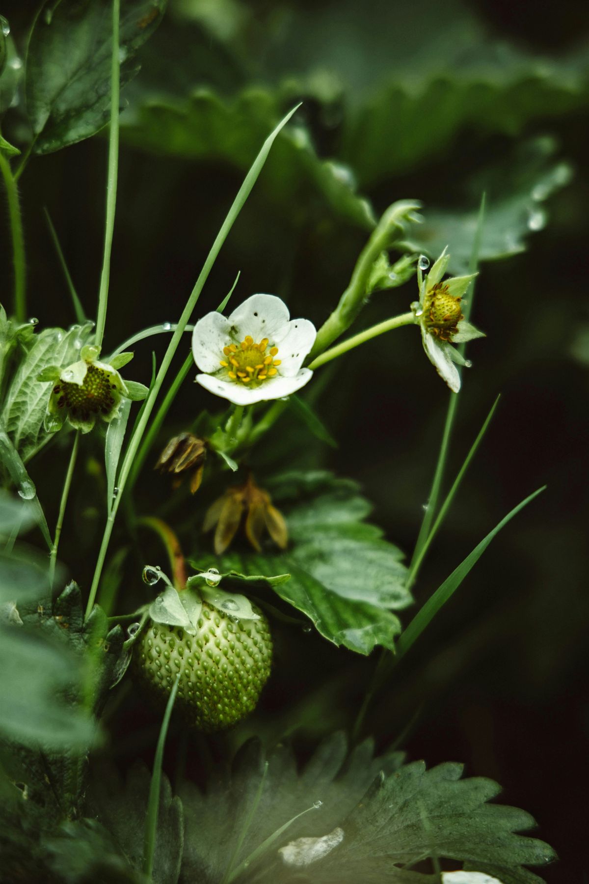 Embrace Your Inner Longing on the New Strawberry Moon, 27 May | Event in Edmonds | AllEvents