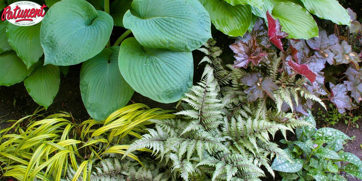 Shrub And Perennial Shade Garden Seminar, 15 May | Event in Bowie | AllEvents