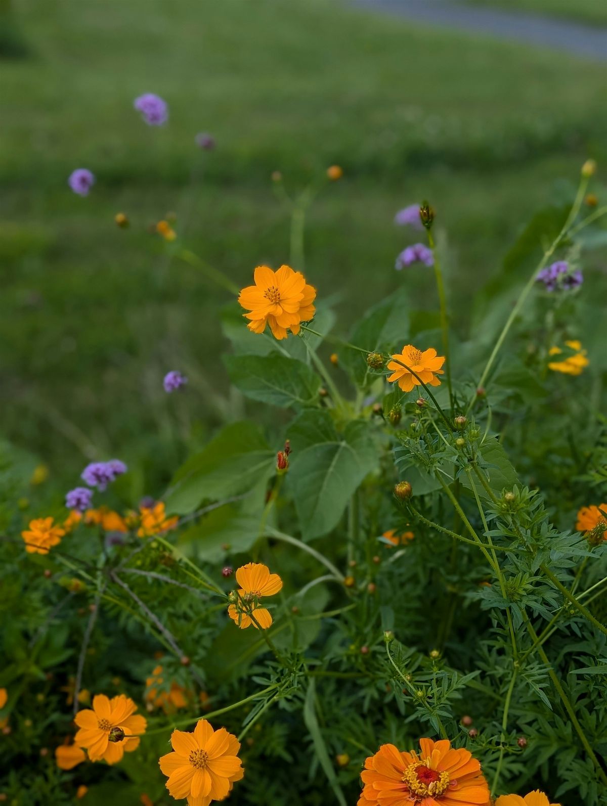 Tree ID and Natural History Tour of Audubon Vermont, 20 August | Event in Richmond | AllEvents
