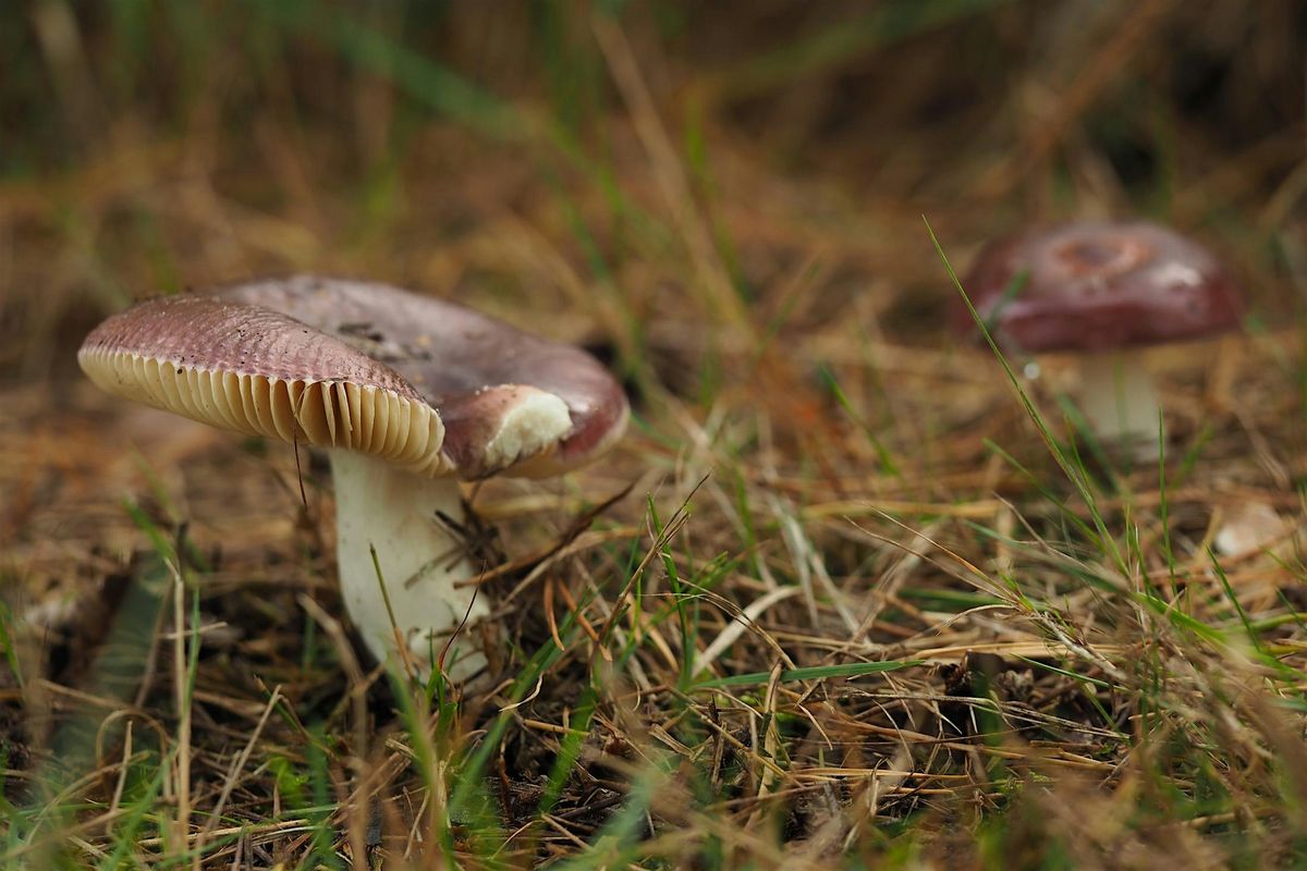 Herfst en paddenstoelen in het Dal van de Mosbeek | Event in Mander | AllEvents