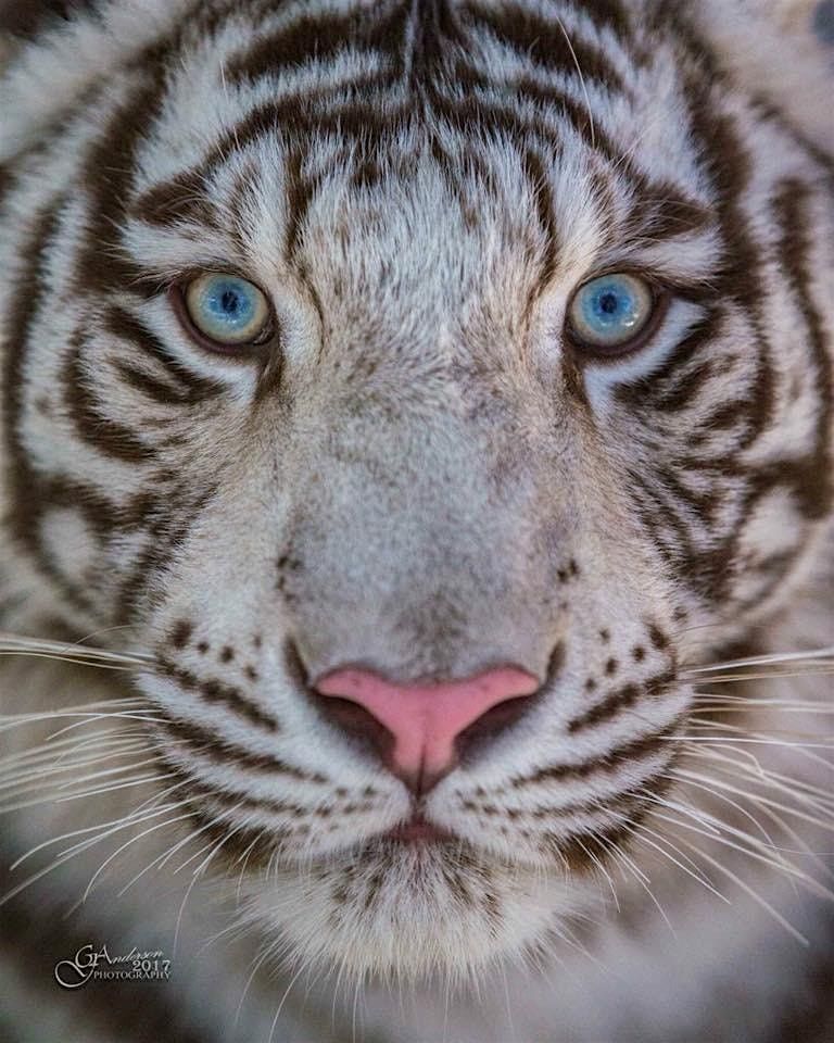 The Tiger Streak Event, 9 August | Event in Temecula | AllEvents