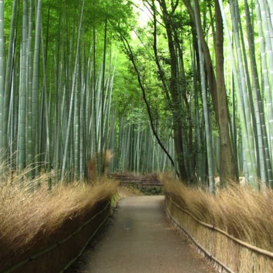 京都：ガイド付き観光バスツアー（日本語） | Event in Kyoto | AllEvents