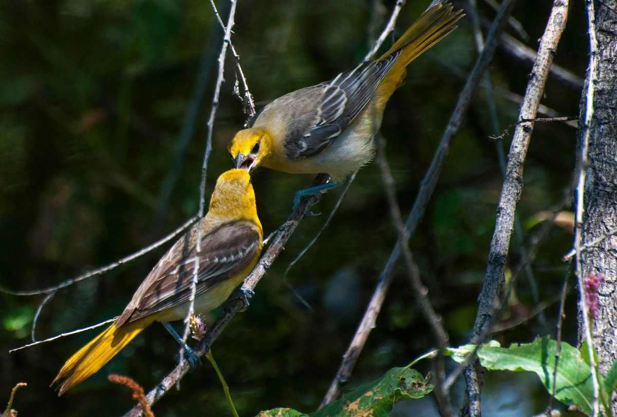Guided Bird Walk - Weekend, 17 May | Event in Brighton | AllEvents