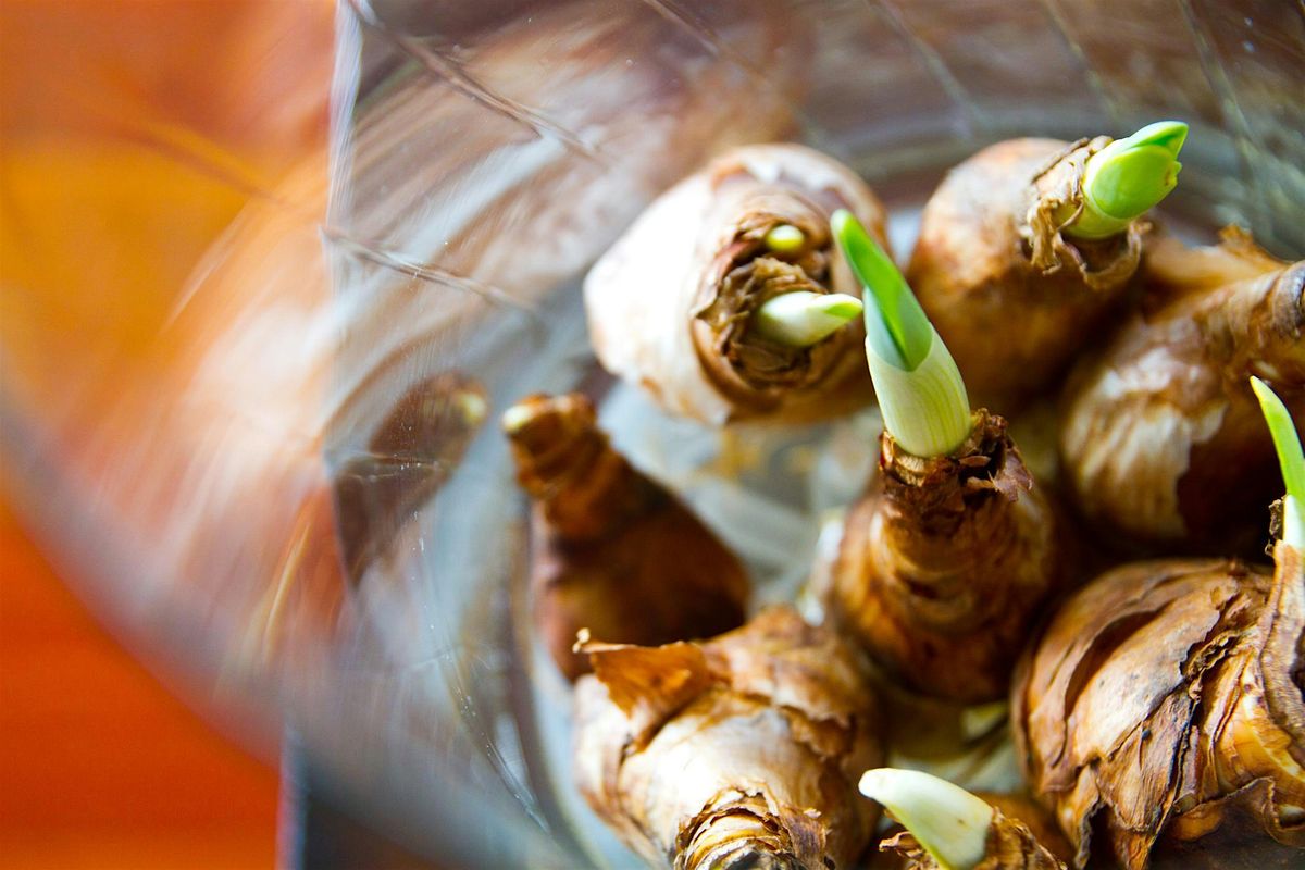 Growing Flower Bulbs Indoors Class and Workshop at Stark, 12 October | Event in Portland | AllEvents