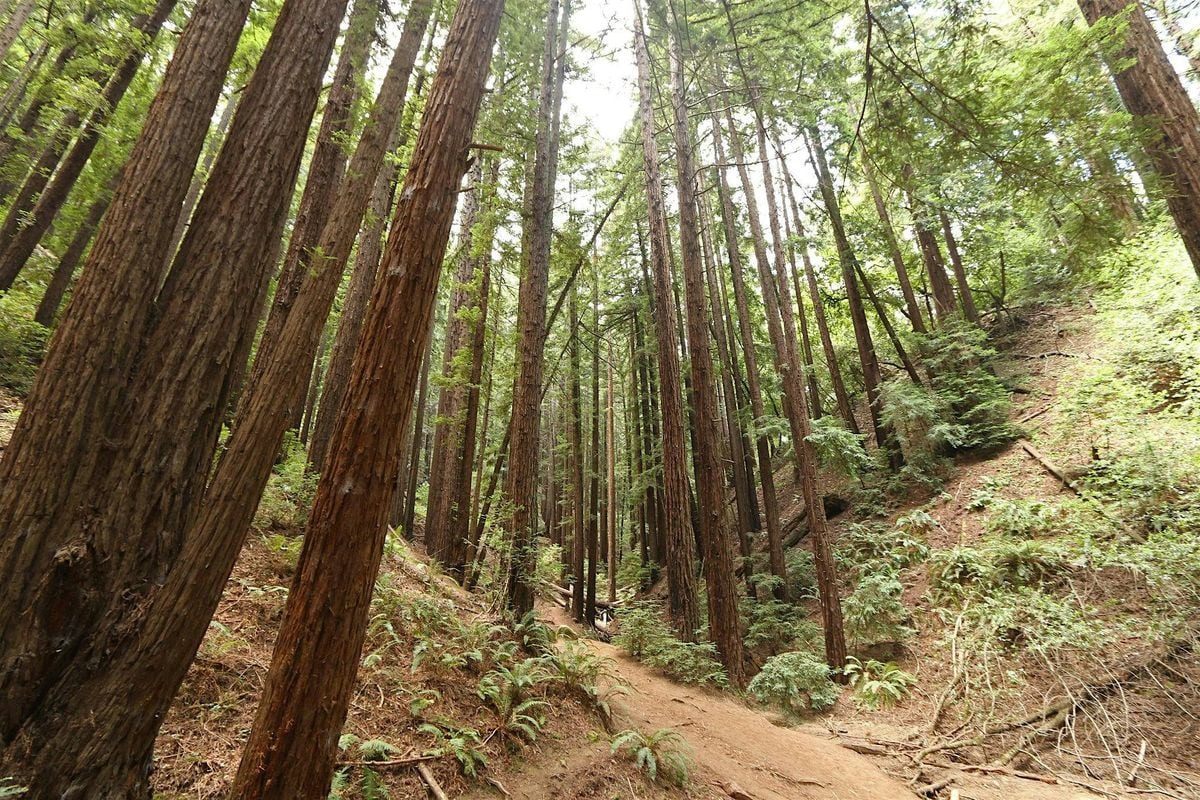 Redwood Ramble, 24 August | Event in Oakland | AllEvents