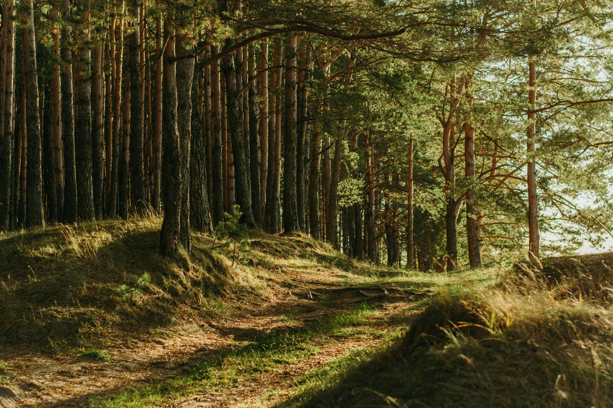 Epping Forest Day Hike, 30 August | Event in London | AllEvents