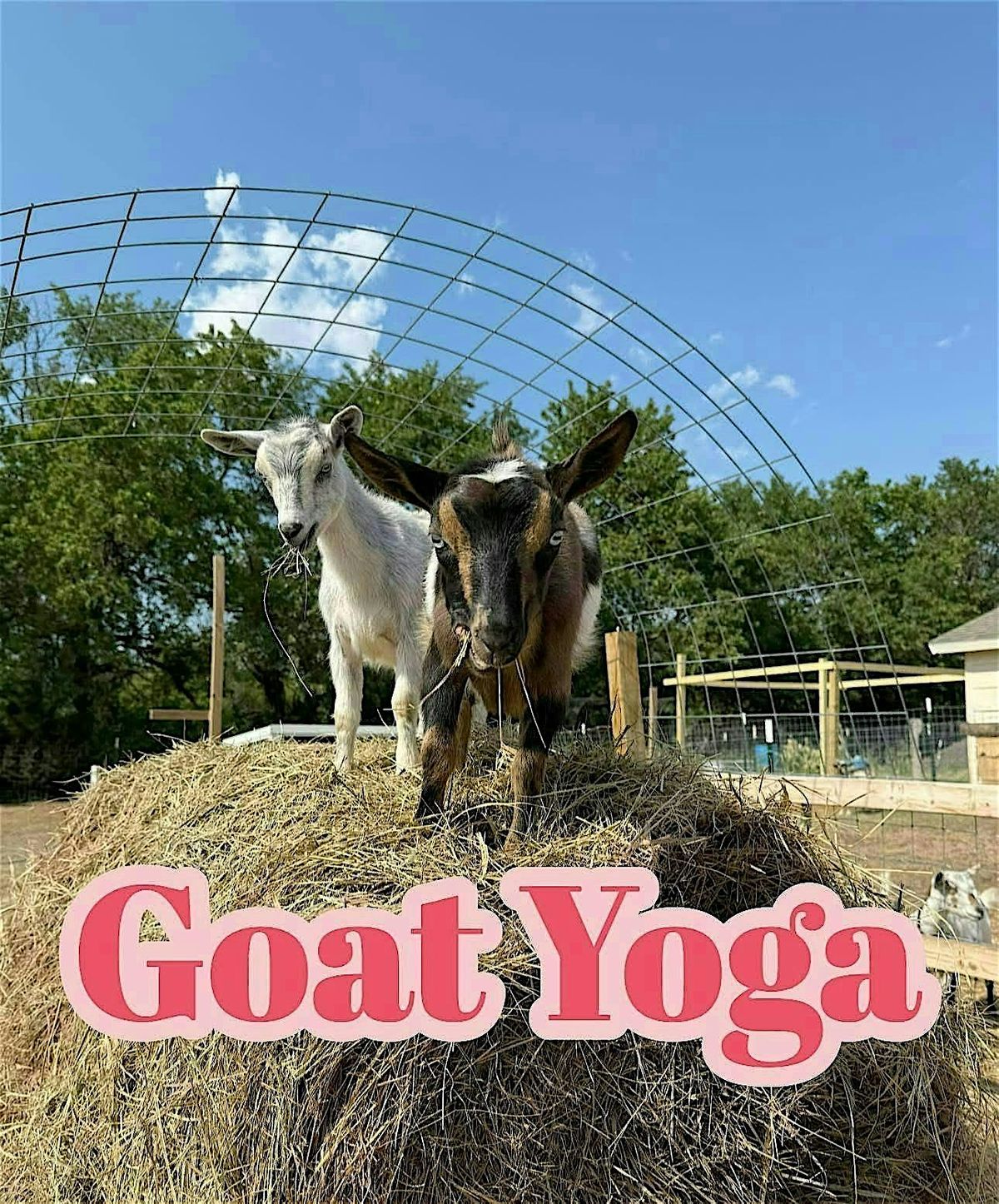 Goat Yoga, 31 May | Event in Salina | AllEvents