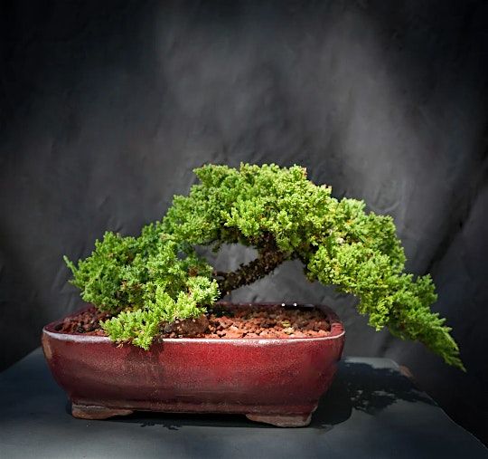 Bonsai Lesson at 3 Brides Brewing 21+, 27 May | Event in Venice | AllEvents