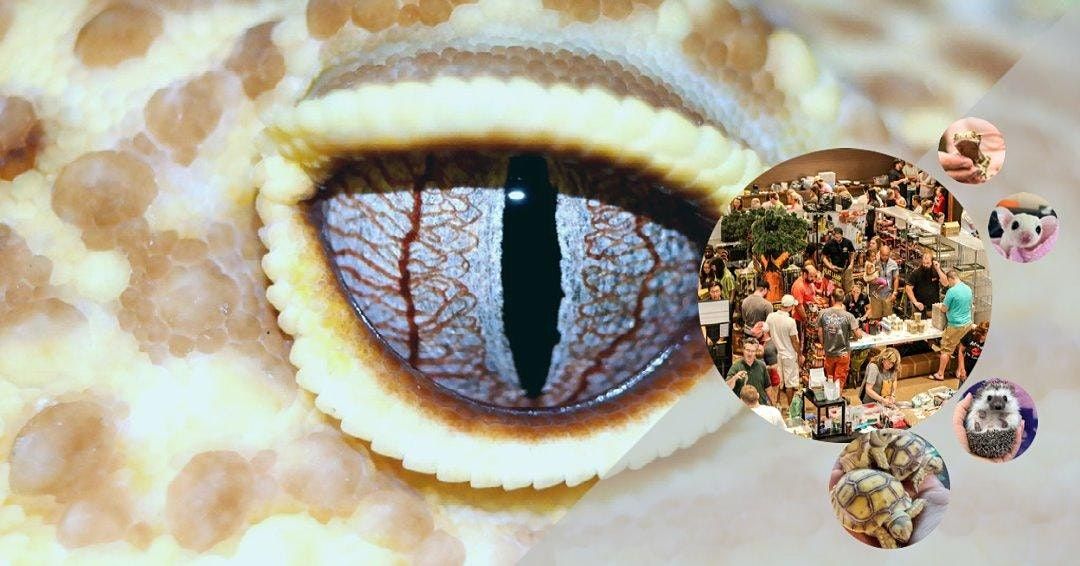 reptile expo near me 2021 reptile expo near me 2021