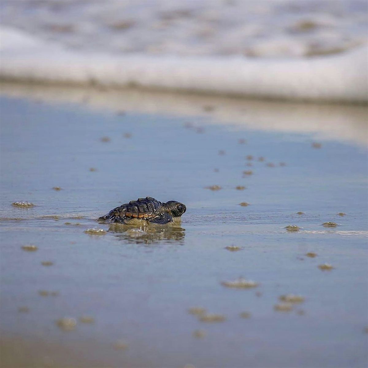 2025 Turtle Walk (BHI Conservancy Member Only Event) | Event in Bald Head Island | AllEvents