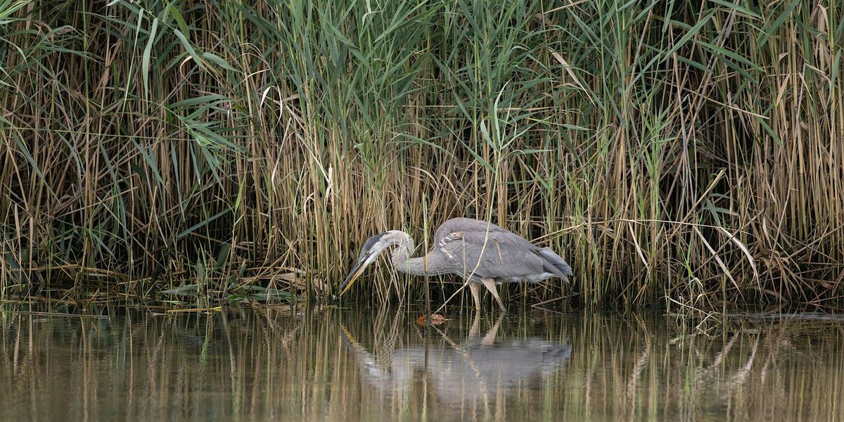 Oyster Reef Restoration Exploration (Girl Scouts of Central Maryland), 14 June | Event in Pasadena | AllEvents