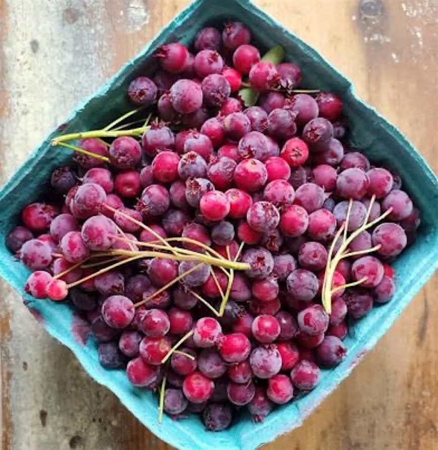 Seasonal Berries and Strawberry Cultivation in Silver Spring, 15 June | Event in Silver Spring | AllEvents