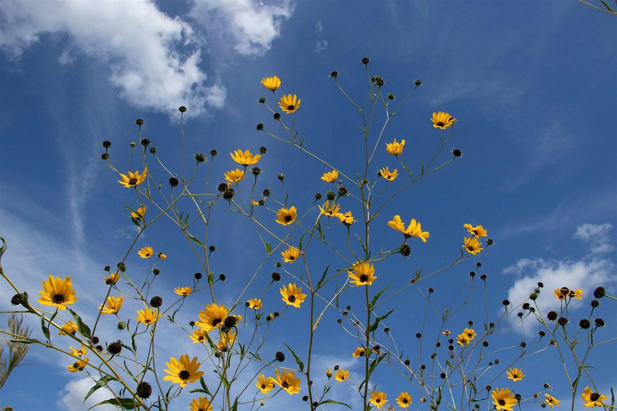 Pepper Ranch Preserve Native Sunflower Viewing 2025, 8 October | Event in Immokalee | AllEvents