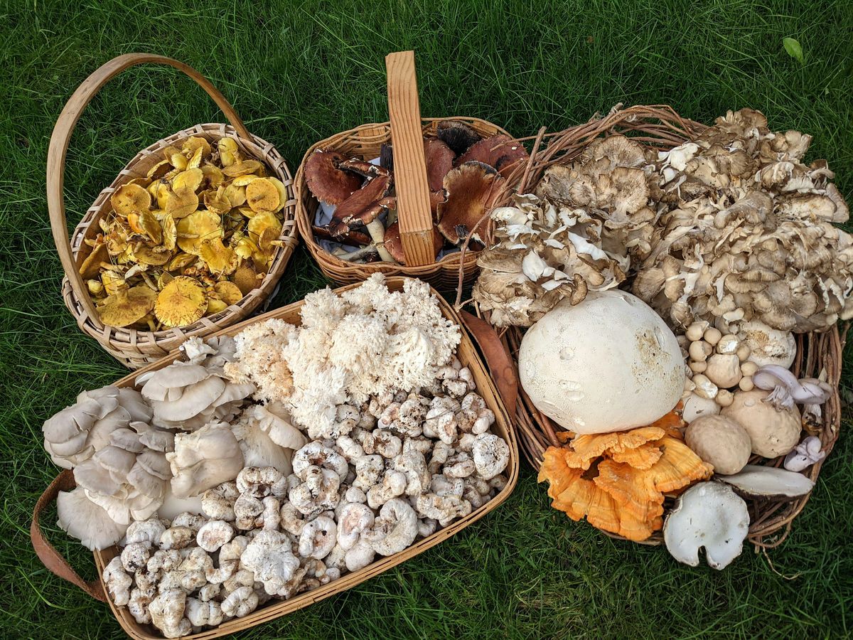 Fall Mushroom Camp, 3 October | Event in Tipton | AllEvents