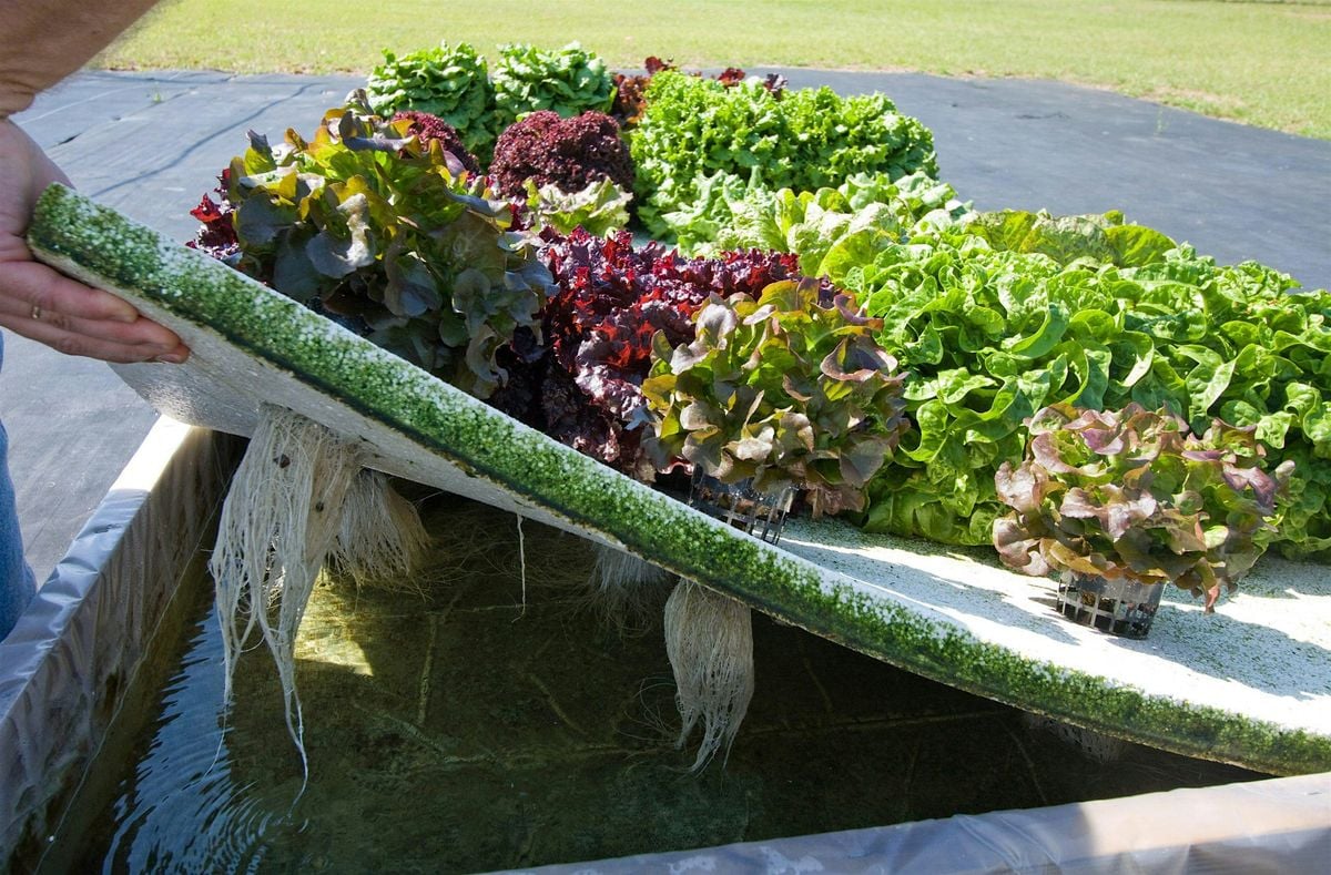 10-20-2025  Hydroponics - Jar to Table: A Beginners Guide to Hydroponics, 20 October | Event in Holiday | AllEvents