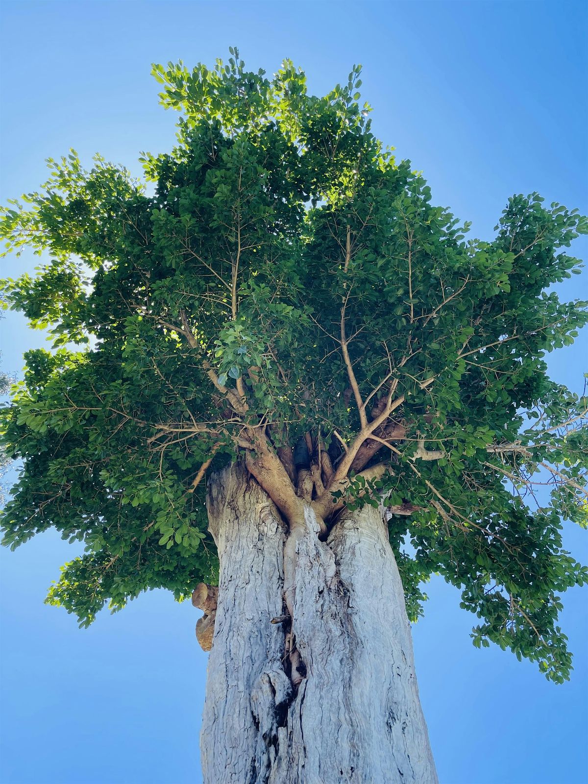 Tree Connect, 30 August | Event in Kelvin Grove | AllEvents