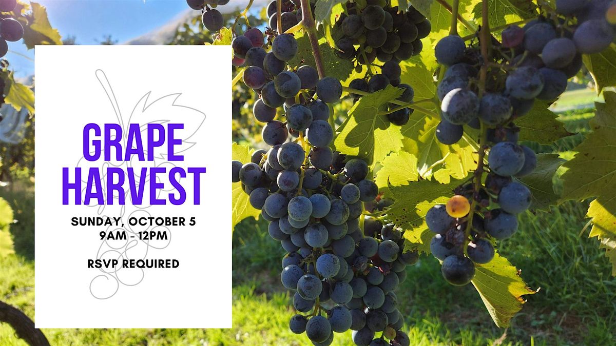 Open Harvest - Grape Picking, 5 October | Event in Furlong | AllEvents