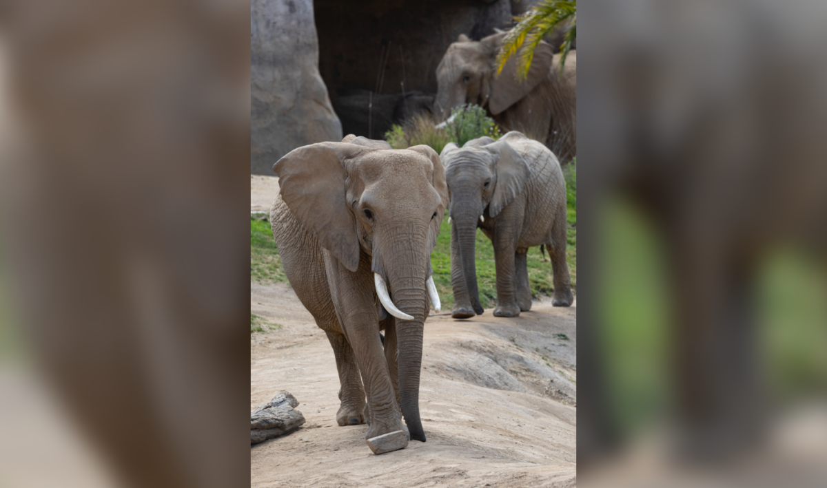 Parking Water For Elephants - San Diego, 19 August | Event in San Diego | AllEvents