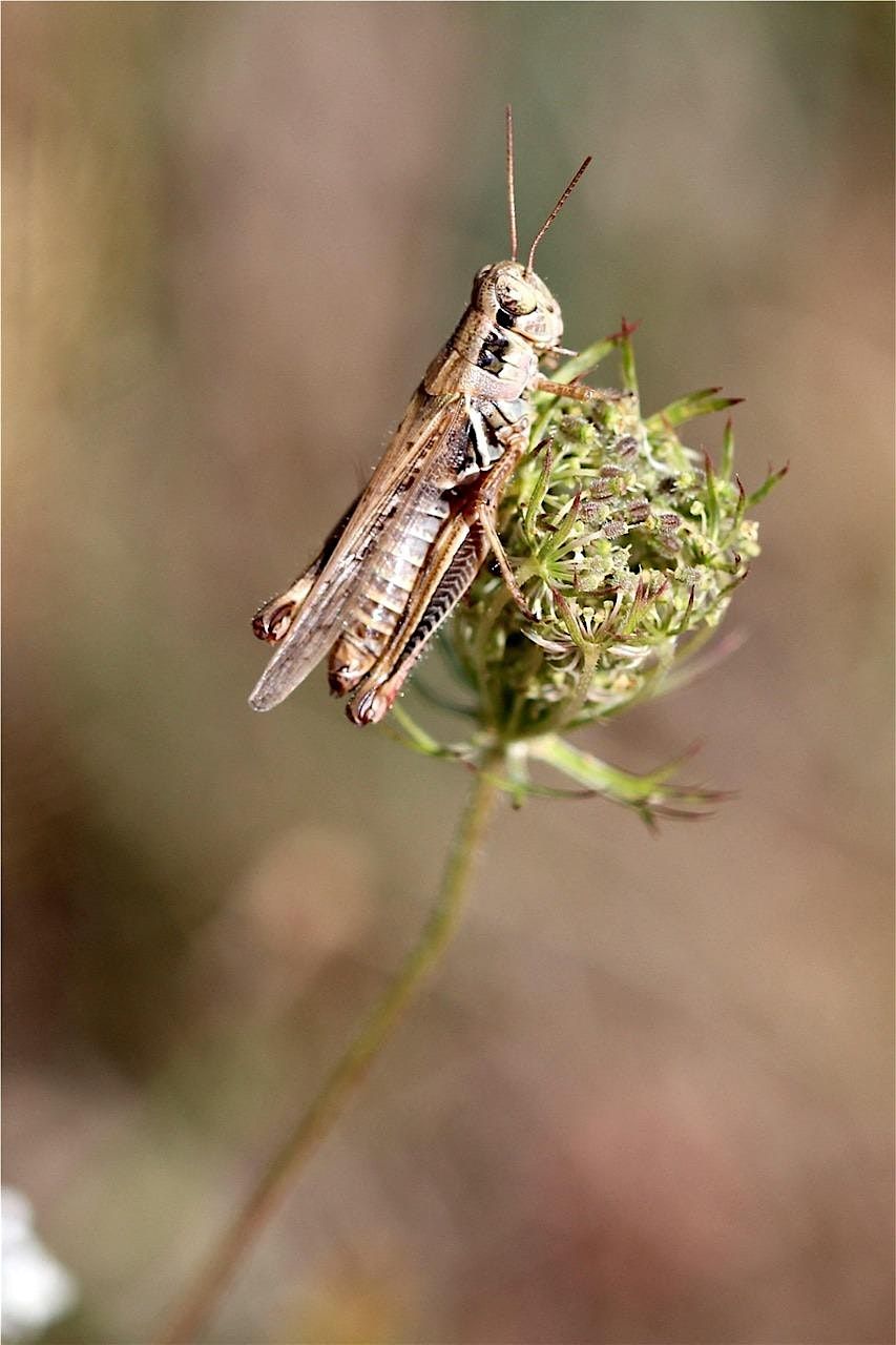Ask a Master Gardener: Weeds, Bugs, and Blights—Oh My! Q&A | Event in Hudson | AllEvents