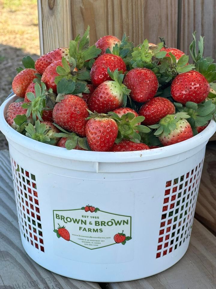 Strawberry UPick Brown & Brown Farms, 13940 US HWY 301, Oxford, FL