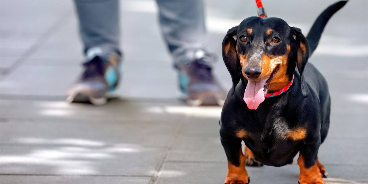 SNIFFari through the Park, 27 August | Event in Niagara Falls | AllEvents