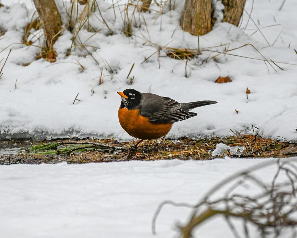 The Science of Switching Seasons (ages 8+ FREE PROGRAM), Cascade