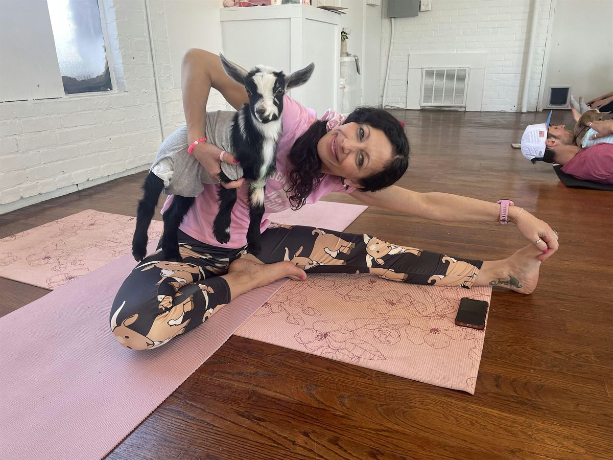 Baby Goat Yoga in Avon CT, 18 May | Event in Avon | AllEvents