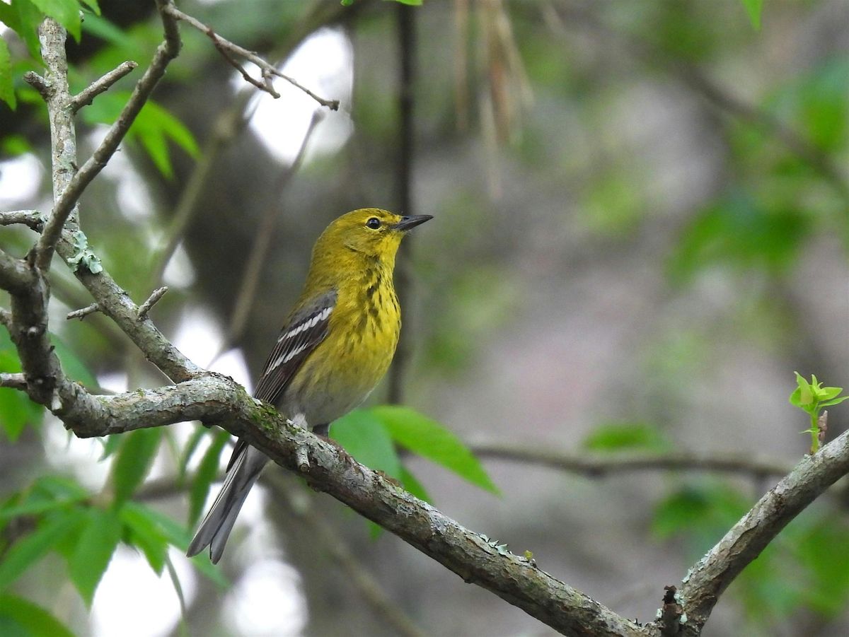 Birding Basics @ Hilltop Arboretum - Evening Class (Fall 2025), 22 September | Event in Baton Rouge | AllEvents