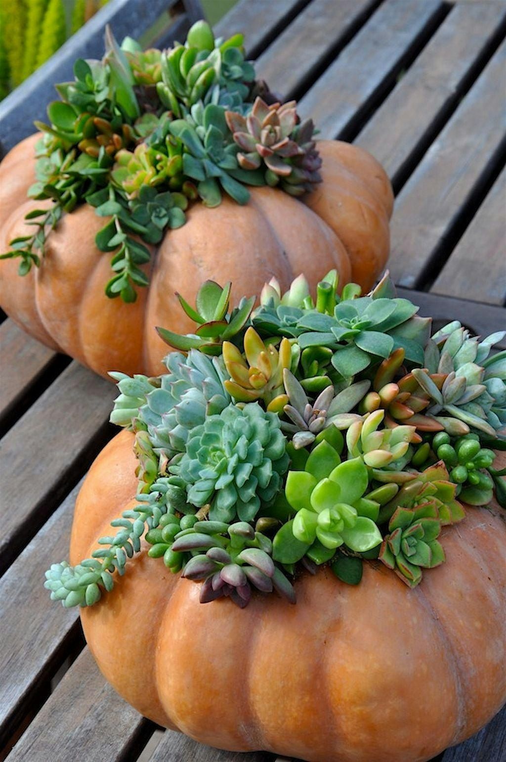 Pumpkin Succulent Social | Event in Clovis | AllEvents