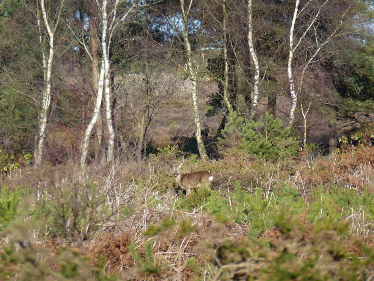 Winter Flora and Fauna Walk – Canford Heath, 3 December | Event in Poole | AllEvents