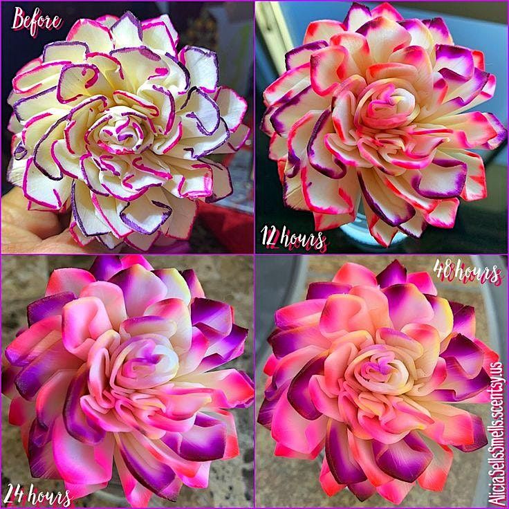 Scentsy Fragrance Flower Coloring Party, 5 June | Event in Pottsville | AllEvents