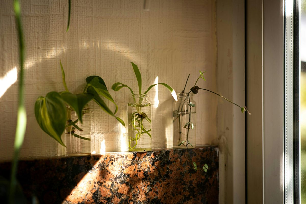 Botany Workshop: Plant Propagation, 7 June | Event in Los Angeles | AllEvents