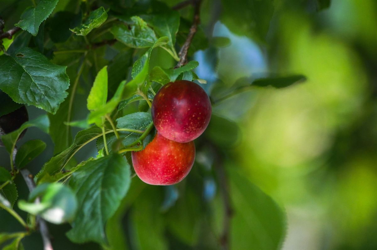 Stori Brymbo Wassail, 18 January | Event in Brymbo | AllEvents