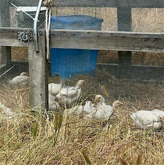 Chicken Processing Workshop at Slide Ranch: July 12th, 12 July | Event in Muir Beach | AllEvents