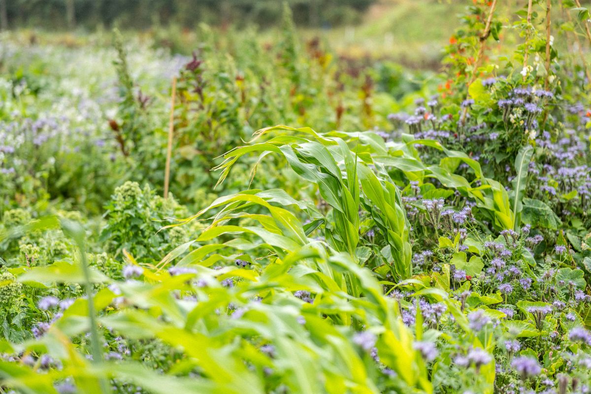 Spring Natural Farming Workshop - Focus on the Soil (2 Day Workshop), 16 April | Event in Woolfardisworthy