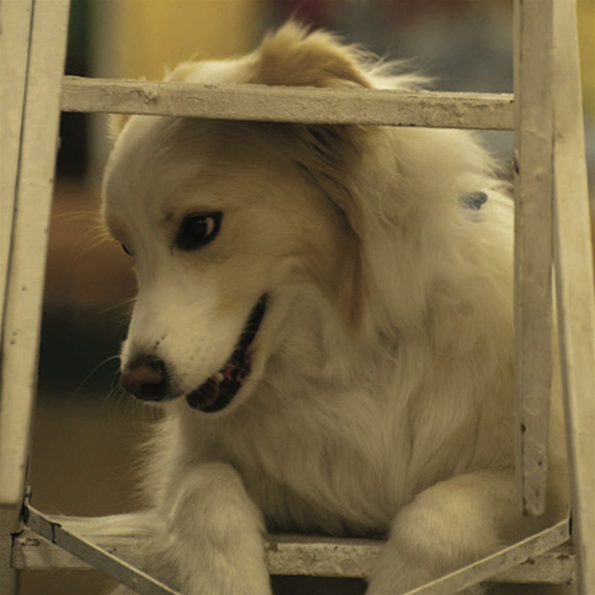 Robin’s Dog Stars, 24 July | Event in DeKalb | AllEvents