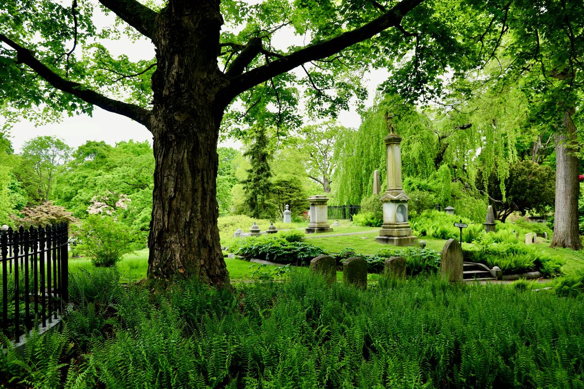 Champion Trees of Mount Auburn, 7 September | Event in Cambridge | AllEvents