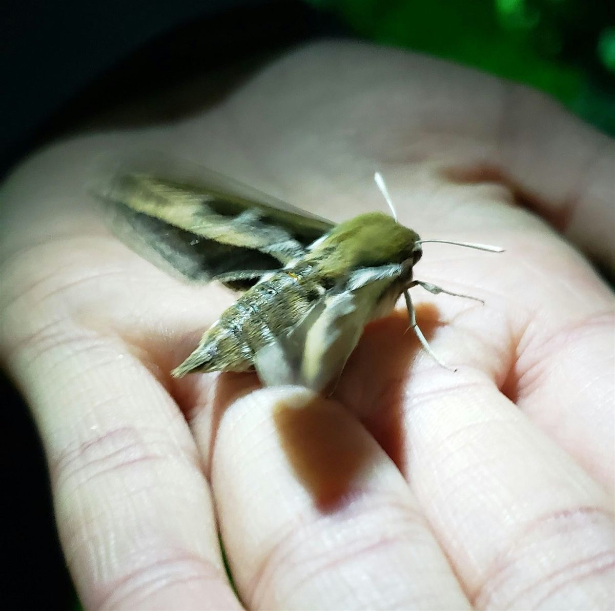 Flight By Night: Moth-lighting in the Weaselhead, 2 August | Event in Calgary | AllEvents