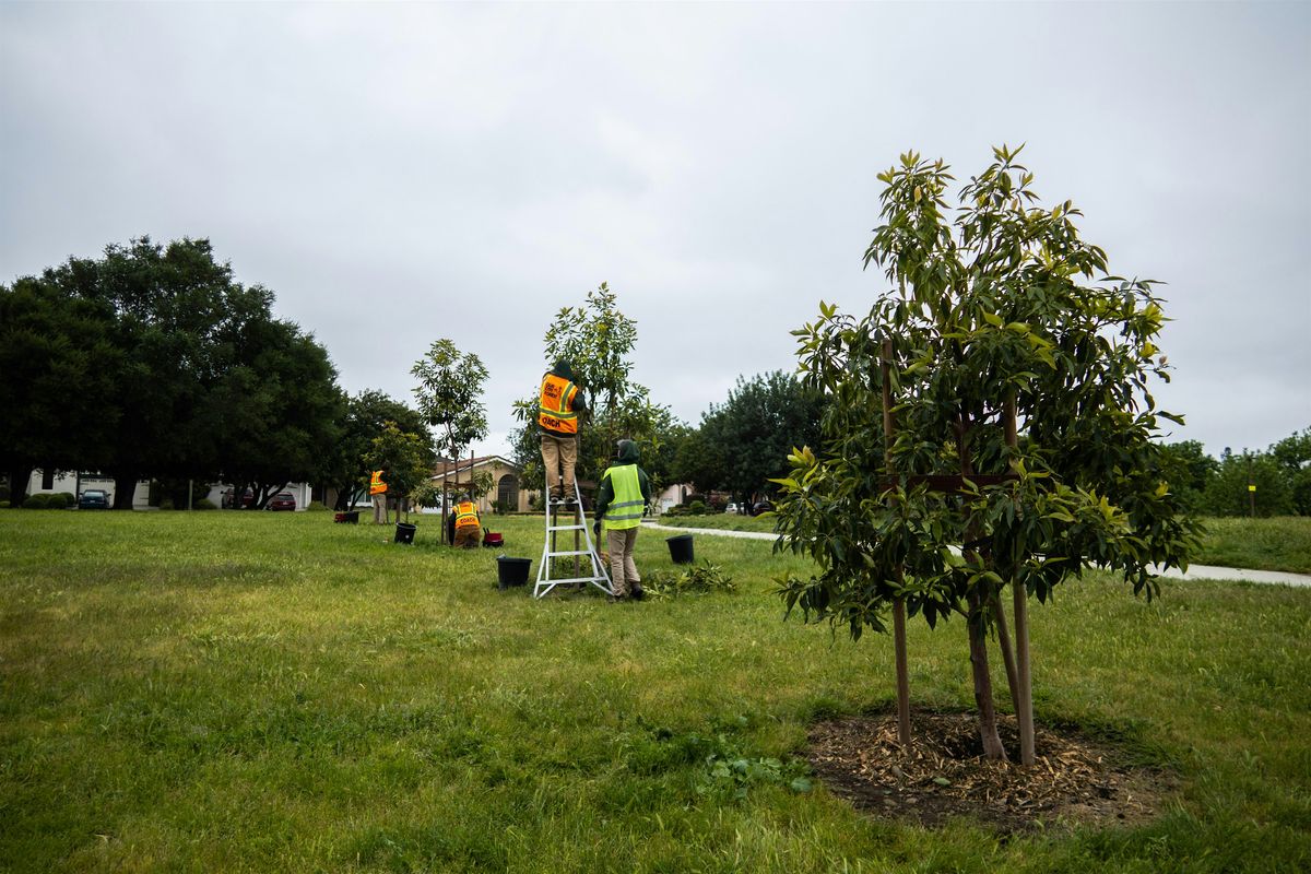 Tree Care (Please standby for more information), 28 June | Event in San Jose | AllEvents
