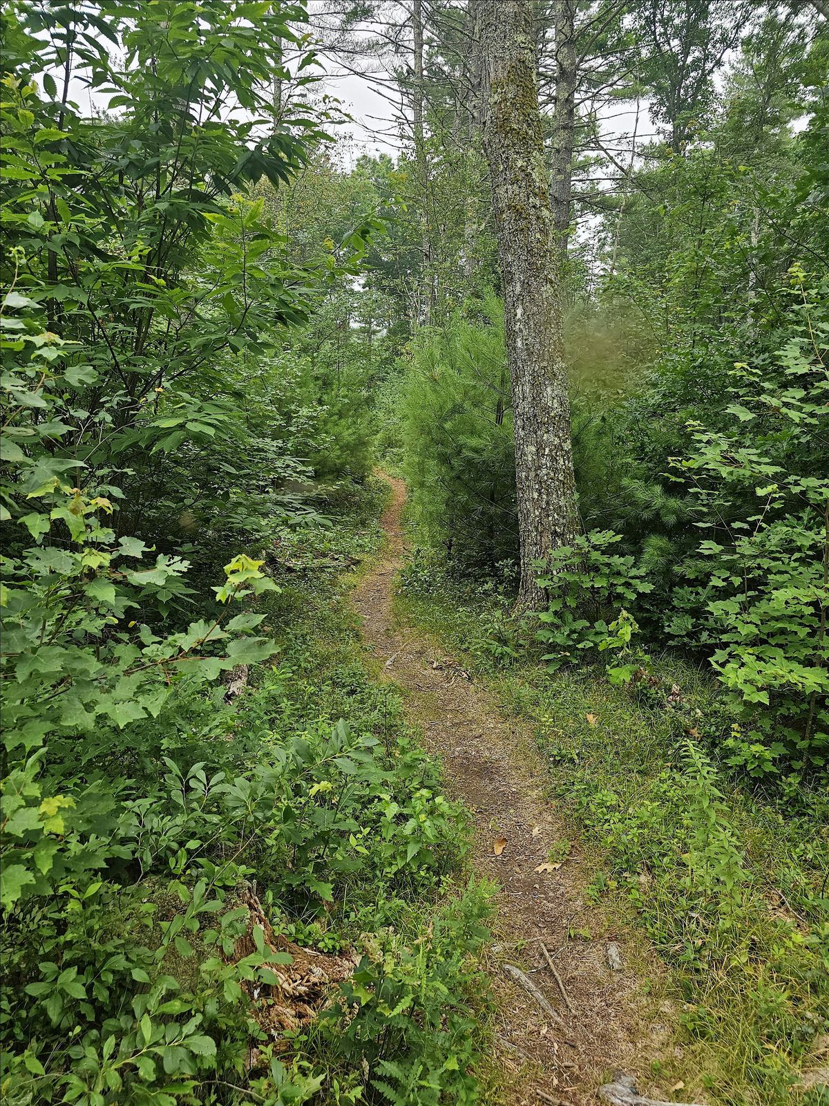 Monday Night Ride - Leominster State Forest - led by Jeff Ardinger, 2 June | Event in Leominster | AllEvents