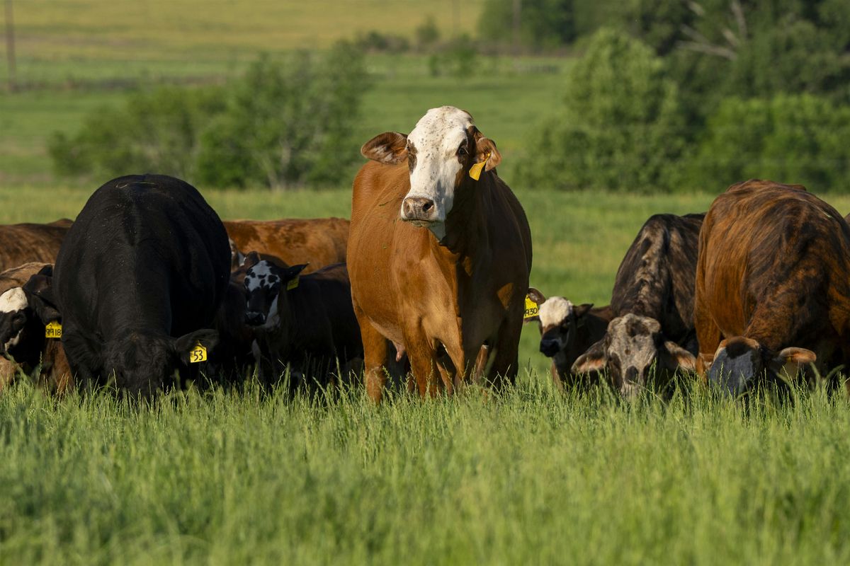 Red River Valley Producers Field Day, 24 October | Event in Bagwell | AllEvents
